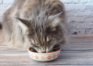 Maine Coon nutrition