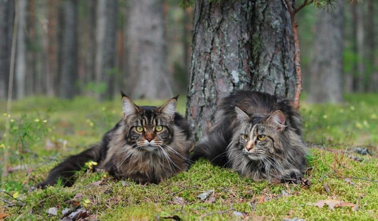 Maine Coon personality