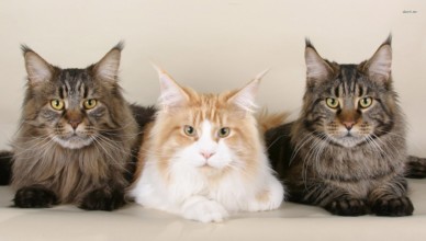 Maine Coon - the subject of American pride