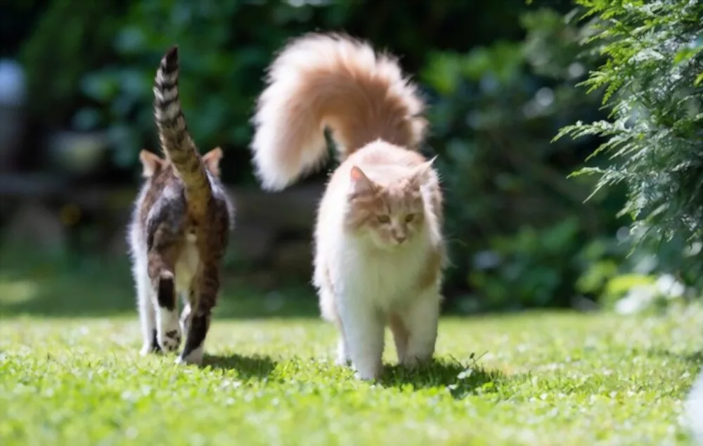 Maine Coon vs. Normal Cat A Feline Showdown!