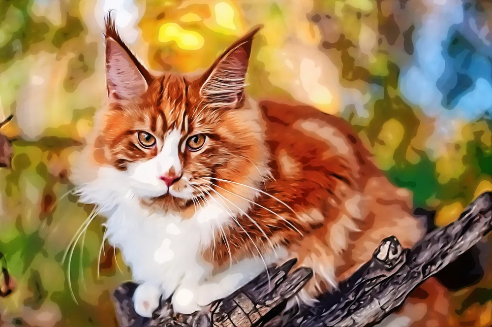 Maine Coon — the Subject of American Pride