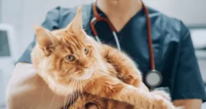 Maine coon health 