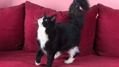 Maine coon price