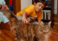 Maine Coon size