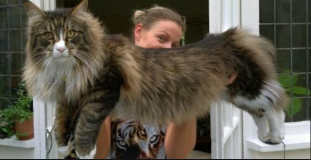 Maine Coon Size | The Largest Breed Of Domestic Cat ...