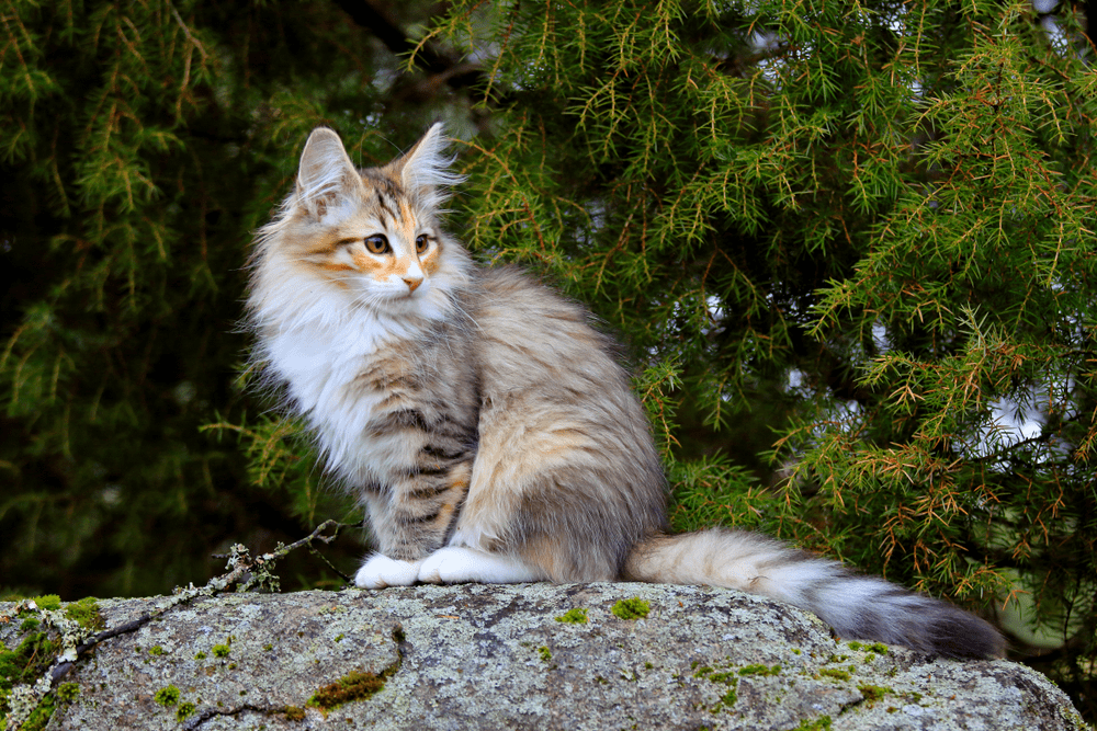 Norwegian forest cat size