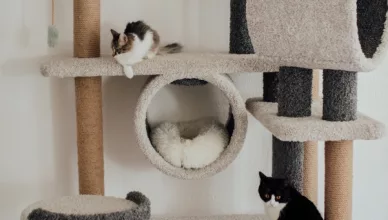 best maine coon cat trees