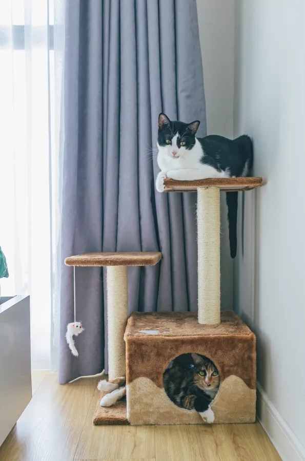 Best maine coon cat trees