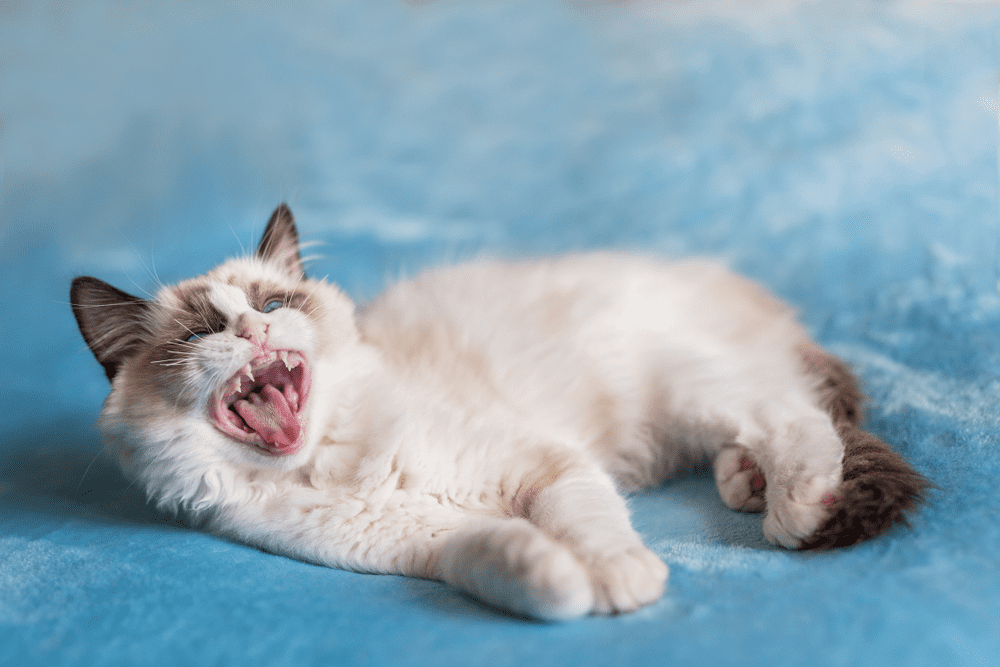 Ragdoll Health