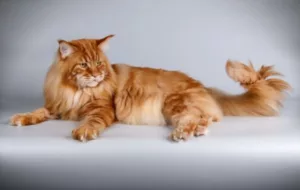 Red Maine Coon Cat 