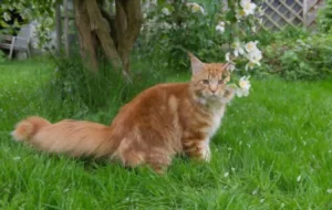 Red Maine Coon Cat 