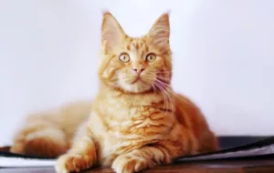 Red Maine Coon Cat