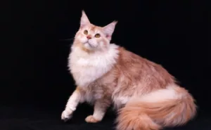 Red Maine Coon Cat 