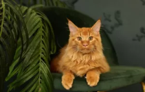 Red Maine Coon Cat 