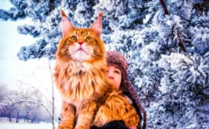 Red Maine Coon Cat 
