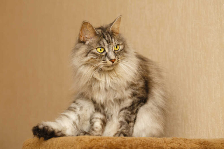 Asian Semi Longhair Cat - MaineCoon Companion