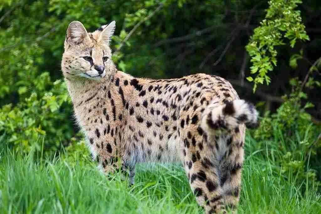 Serval cat characteristics