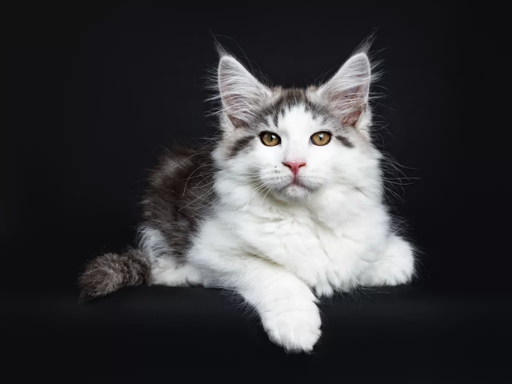 Maine Coon Adoption: An Affordable Option to Have Dream Cat