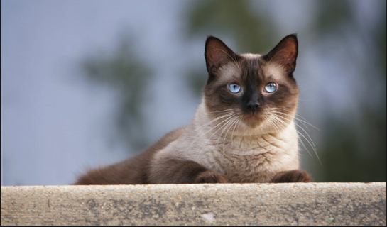 siamese cat appearance