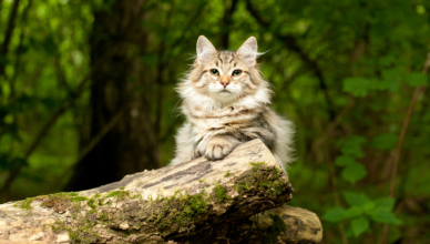 Siberian Cat Personality