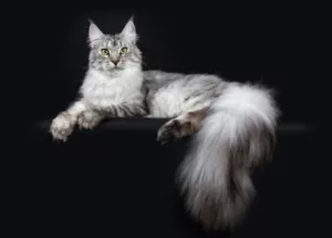 Silver Maine Coon Cat 