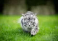 Silver Maine Coon Cat