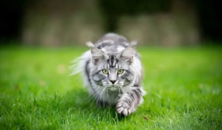 Silver Maine Coon Cat