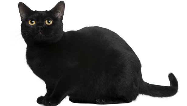 The Bombay black Cat