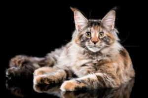 Tortoiseshell Maine Coon Cat