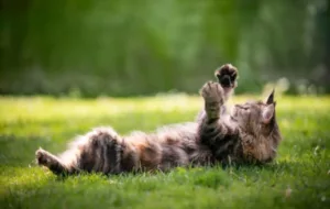 Tortoiseshell Maine Coon Cat