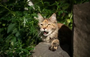 Tortoiseshell Maine Coon Cat