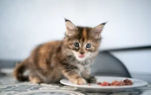 Tortoiseshell Maine Coon Cat