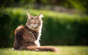 Tortoiseshell Maine Coon Cat