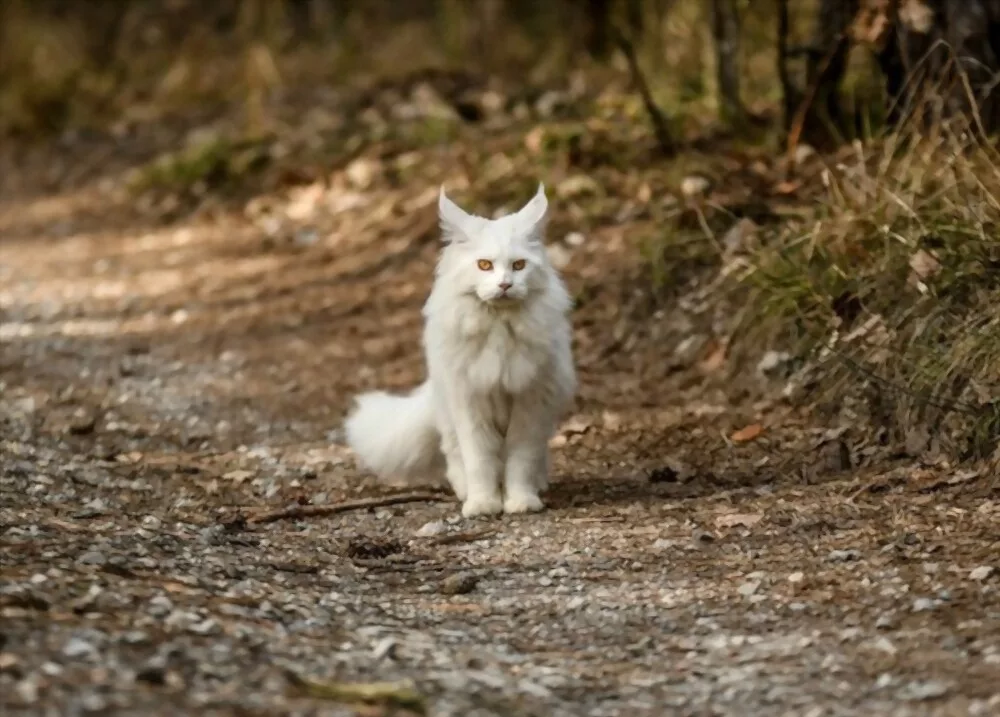 White Maine Coon Cat