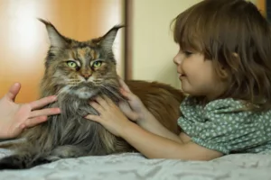 Maine Coon Price