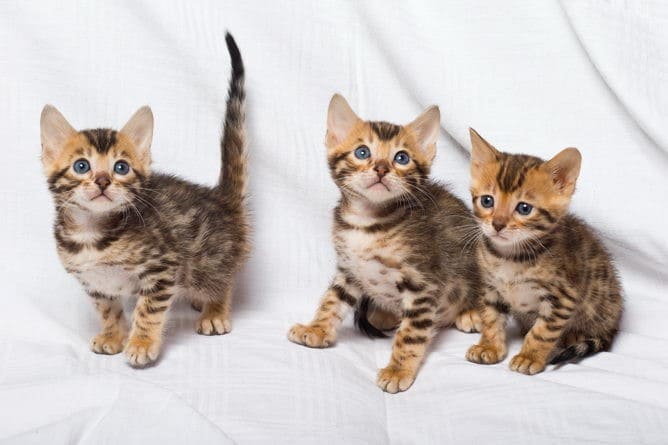 bengal kittens
