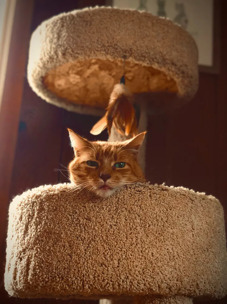best mainecoon cat trees