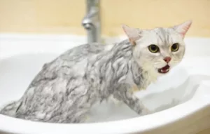 cats hate water