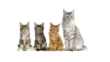 maine coon cat names