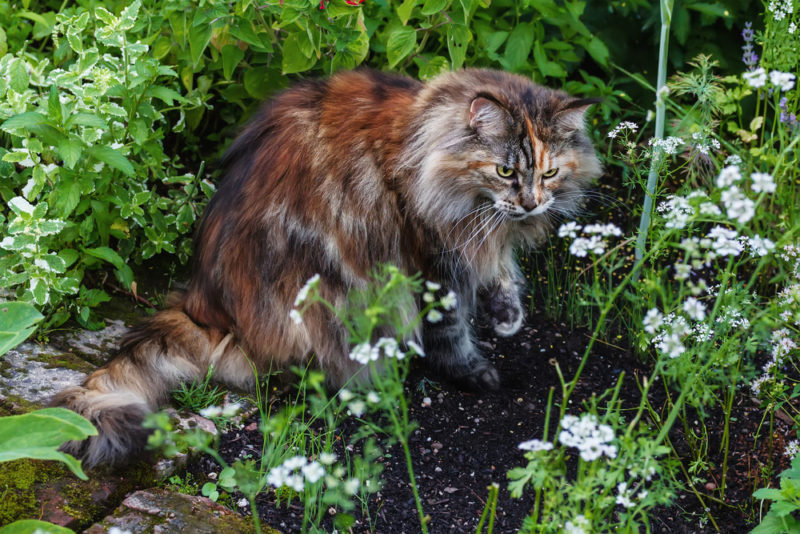 maine coon history