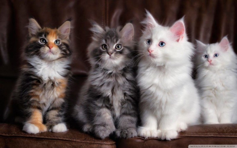 maine_coon_kittens