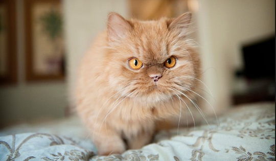 Persian cat personality