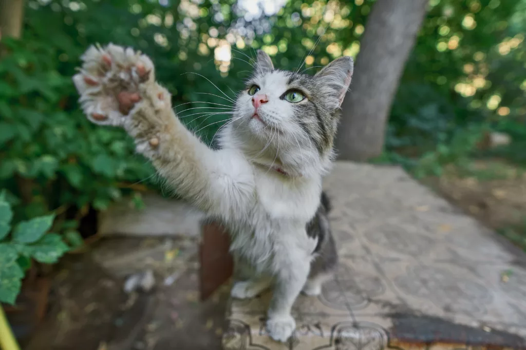 maine coon paws