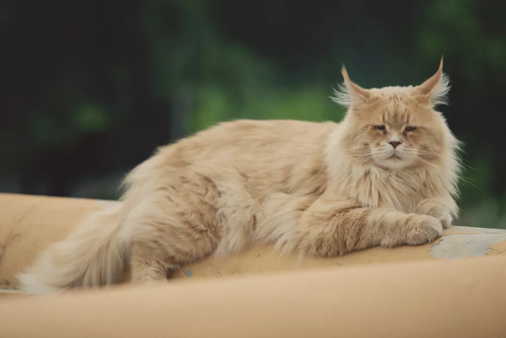 gold mainecoon