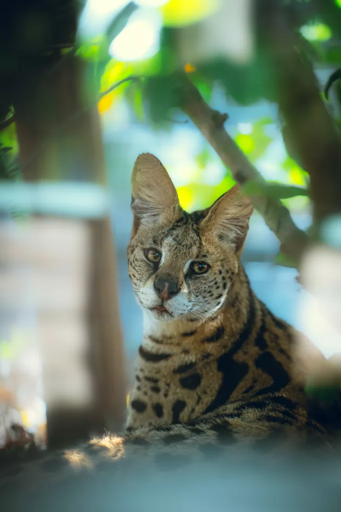 serval cat characteristics, lifespan and price