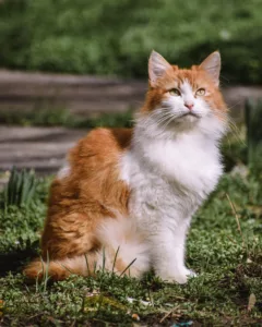 where can i find a maine coon cat