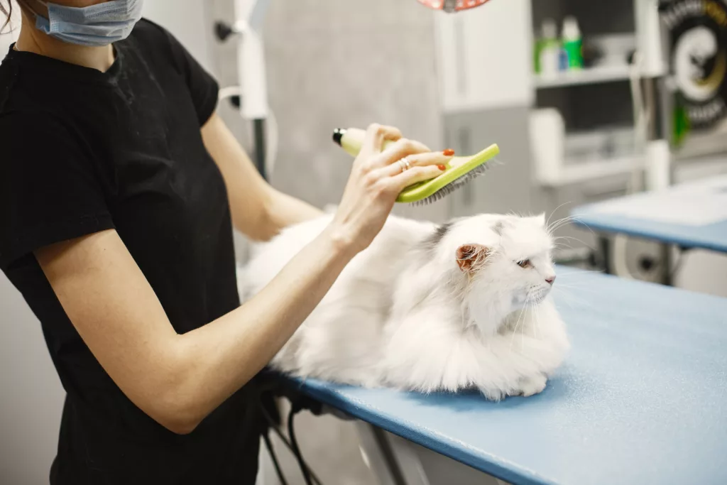 do maine coon shed