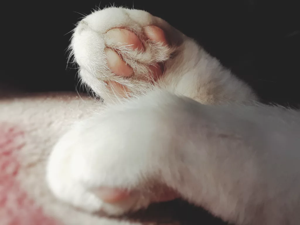 maine coon paws