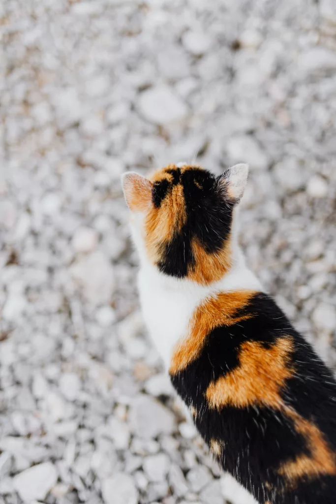 calico mainecoon