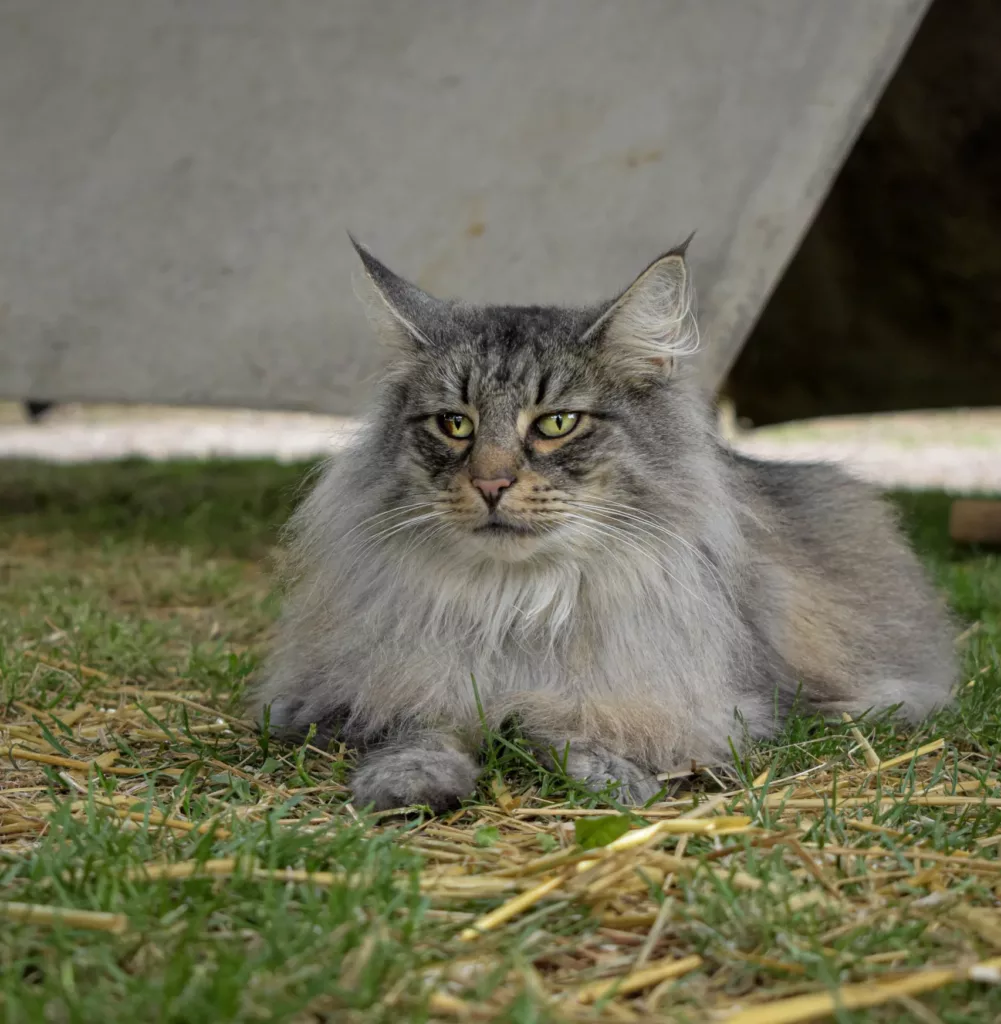where can i find a maine coon cat